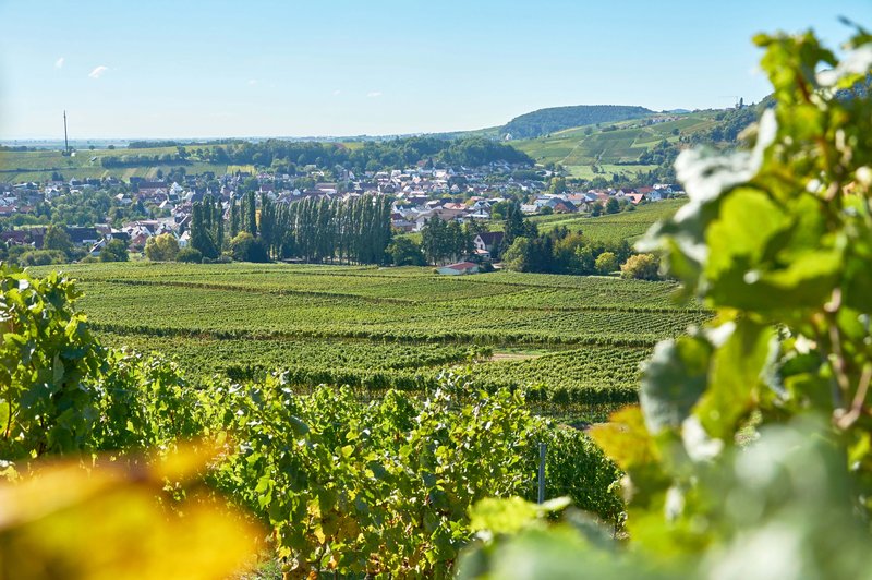 Ein Panoramablick über eine grüne Landschaft und einen entfernten Ort an einem Sommertag
